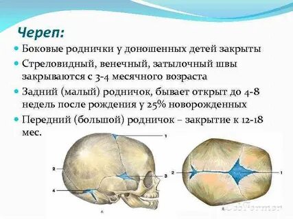 Черепной новорожденных