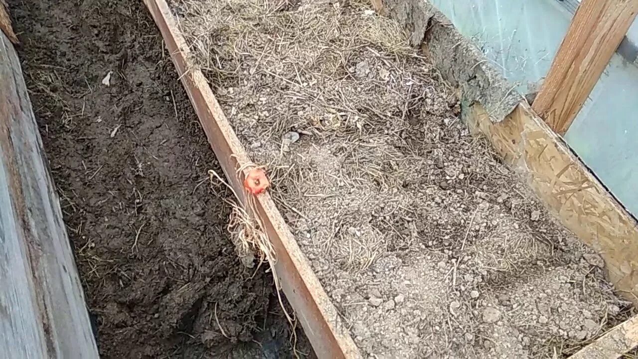 Как вывести муравьев из парника