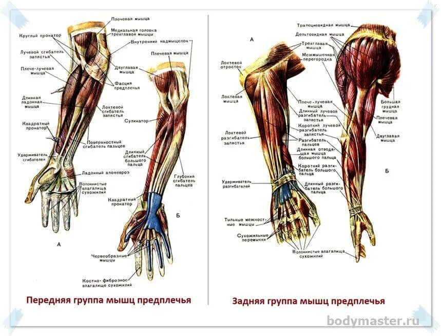 Стороны предплечья. Мышцы плеча предплечья кисти. Мышцы предплечья анатомия человека. Мышцы предплечья руки человека анатомия. Предплечье передняя группа и задняя.