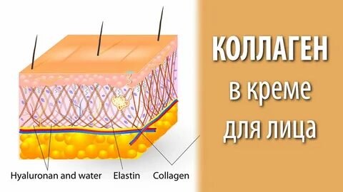 Коллаген и эластин