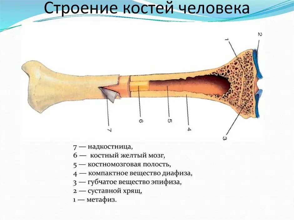 На рисунке изображено строение кости. Трубчатая кость строение анатомия. Схема строения трубчатой кости человека. Анатомия кости надкостница костный мозг. Строение трубчатой кости биология 8.