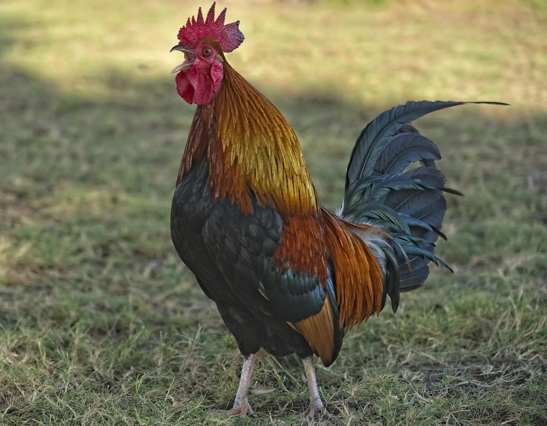 Петух Морис. Гибискус Bantam Rooster. Петух кукарекает. Петух кричит.