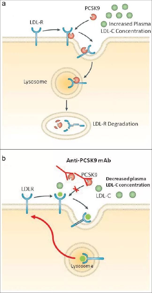 Повышенные уровень функция pcsk9. Ингибиторы pcsk9. ldl r receptor alzgeimer. отсутствие гена pcsk9,.