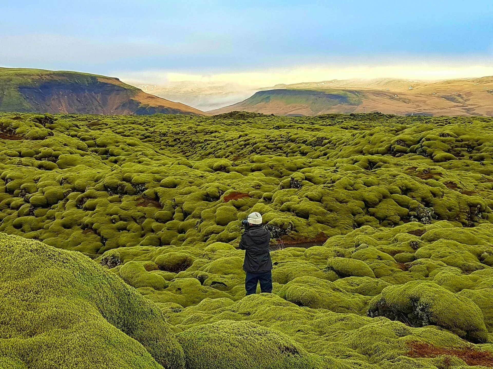 Лавовое плато Исландия. Долина мха в Исландии. Лавовые поля Исландия. Моховые поля в Исландии. Мох в какой природной зоне
