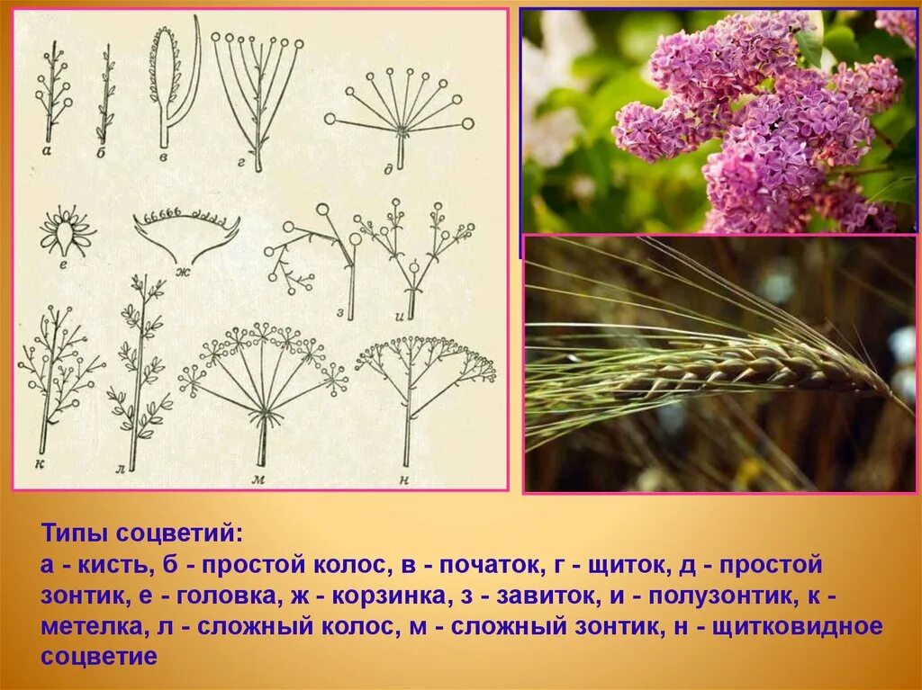 Сложный початок. Соцветие кистевидная корзинка. Соцветия метелка зонтик Колос. Соцветия зонтик метелка кисть. Соцветие метелка кисть Колос.