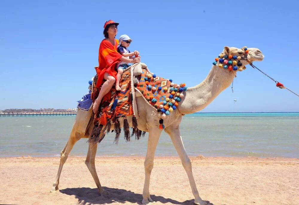 Шарм Эль Шейх верблюд. Кататься на верблюде. Верблюды в Египте. Египет покататься на верблюде.