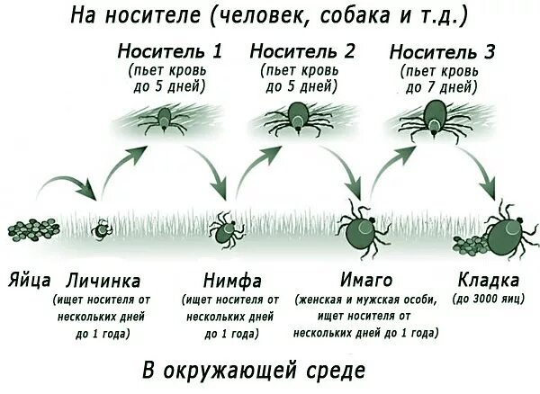 Жизненный цикл таежного клеща. Жизненный цикл иксодового клеща. Жизненный цикл иксодового клеща схема. Цикл развития таежного клеща. Стадии жизненного цикла таежного клеща.