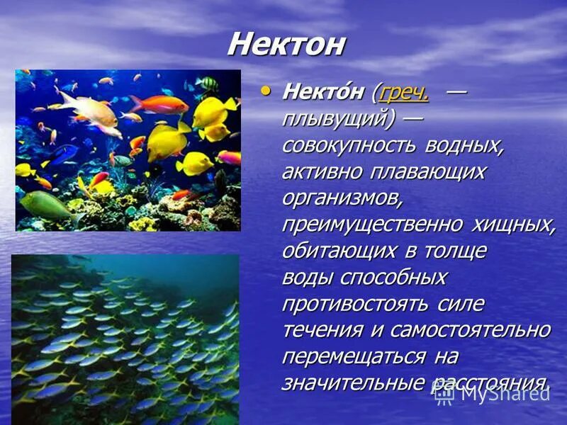 Группы организмов в мировом океане. Планктон Нектон бентос. Что такое планктон Нектон и бентос в океане. Планктон Нектон бентос биология. Живые организмы мирового океана.