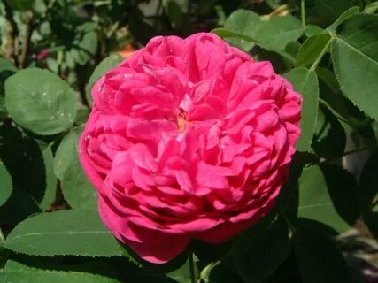 Rose deluxe