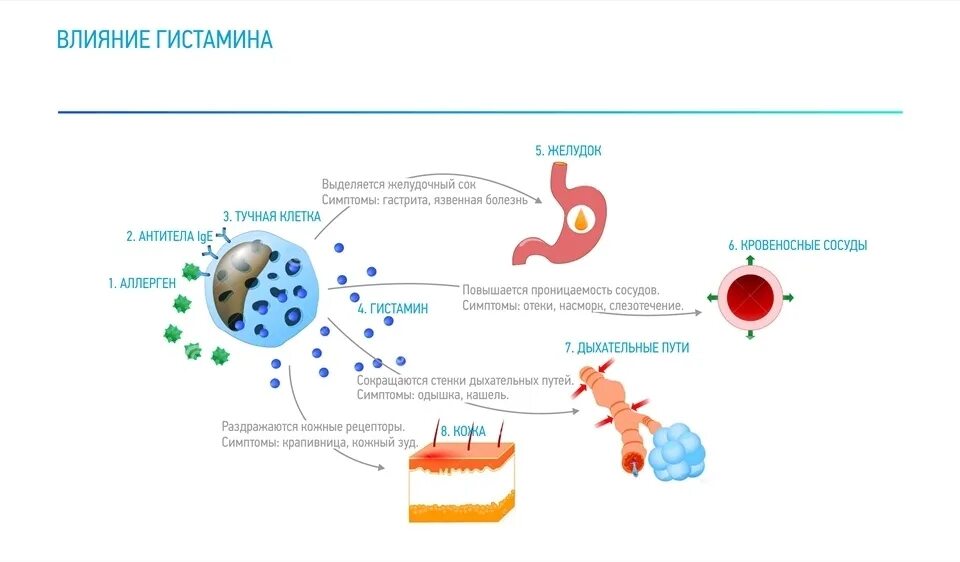 Гистаминоз. Механизм аллергической реакции гистамин. Гистамин в аллергических реакциях. Роль гистамина в аллергической реакции. Механизм действия гистамина при аллергии.