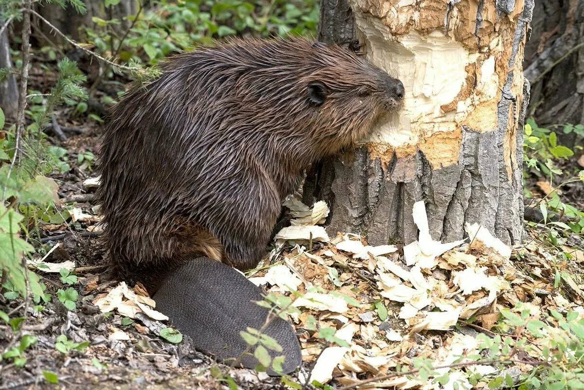 Бобр курава. Канадский Бобр (Castor canadensis). Бобр (Castor Fiber Linnaeus, 1758). Западносибирский Речной Бобр. Бобр (Castor Fiber l.),.