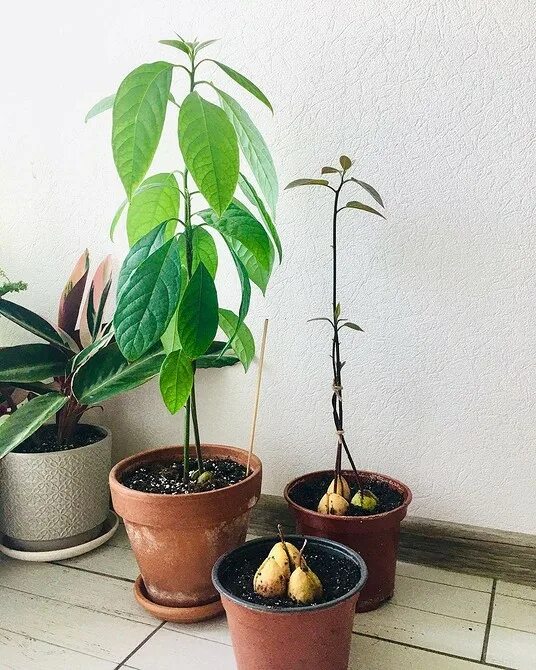 Как выглядит растение авокадо из косточки Comment faire pousser un plan d'avocat et l'entretenir Grow avocado, Avocado pla