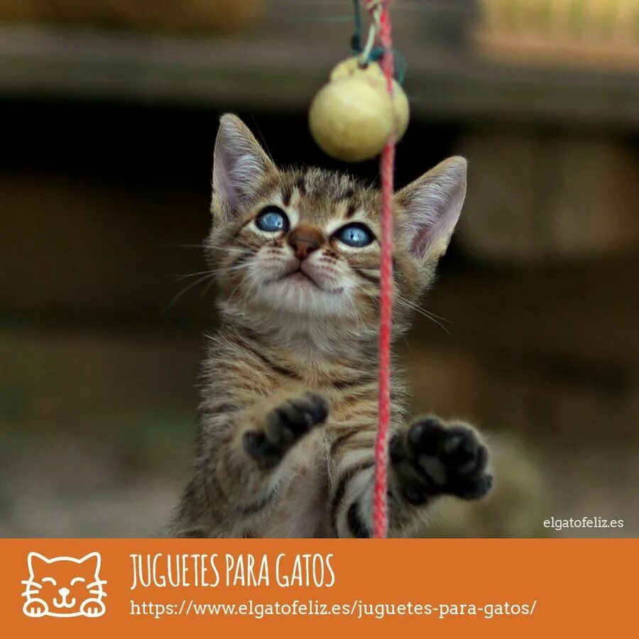 Chats france. Chats france. Chats france. Котокафе в японии интерьер. Кафе с кошками в париже.