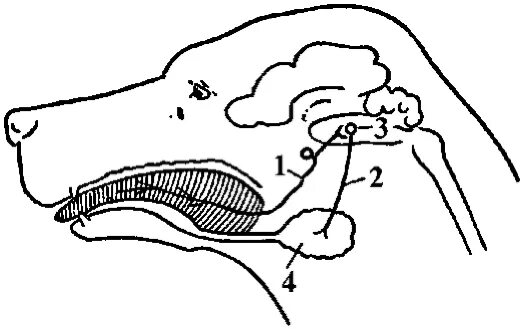 Выделение слюны у собаки. Рефлекторная дуга безусловного слюноотделительного рефлекса. Регуляция слюноотделения схема. Рефлекторная регуляция слюноотделения. Рефлекс слюноотделения рефлекторная дуга.