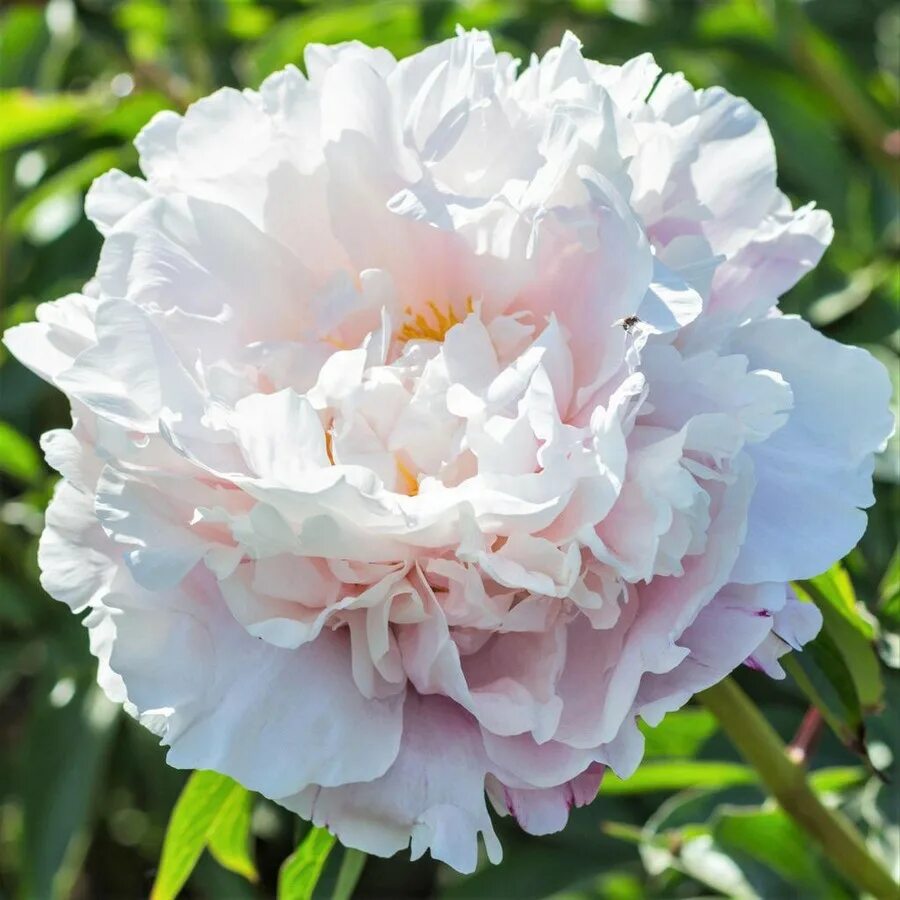Пион сорт гардения. Пион гардения. Пион gardenia (гардения). Пион gardenia (гардения). Пион травянистый гарден.