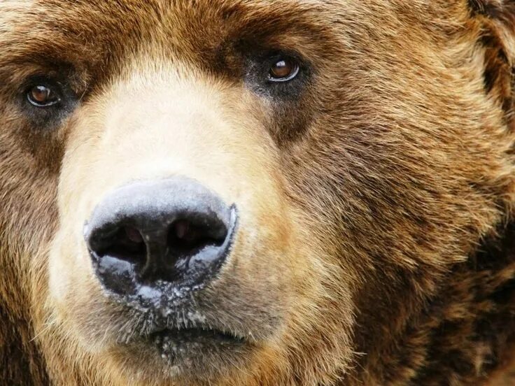 Браун беар. Медведь гризли злой. Гризли североамериканский бурый медведь. Лицо медведя. Бурый взгляд.