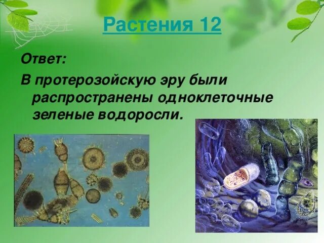 Появление водорослей эра. Протерозойская Эра. Протерозойская Эра растения. Водоросли протерозойской эры. Организмы протерозойской эры.