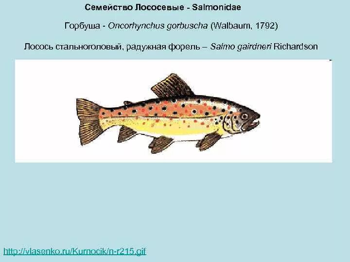 Форель к какому семейству. Форель семейство лососевых. Дальневосточная рыба семейства лососевых. Форель к какому семейству. Рыба форель.