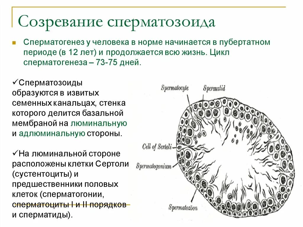 Во сколько лет появляется семя