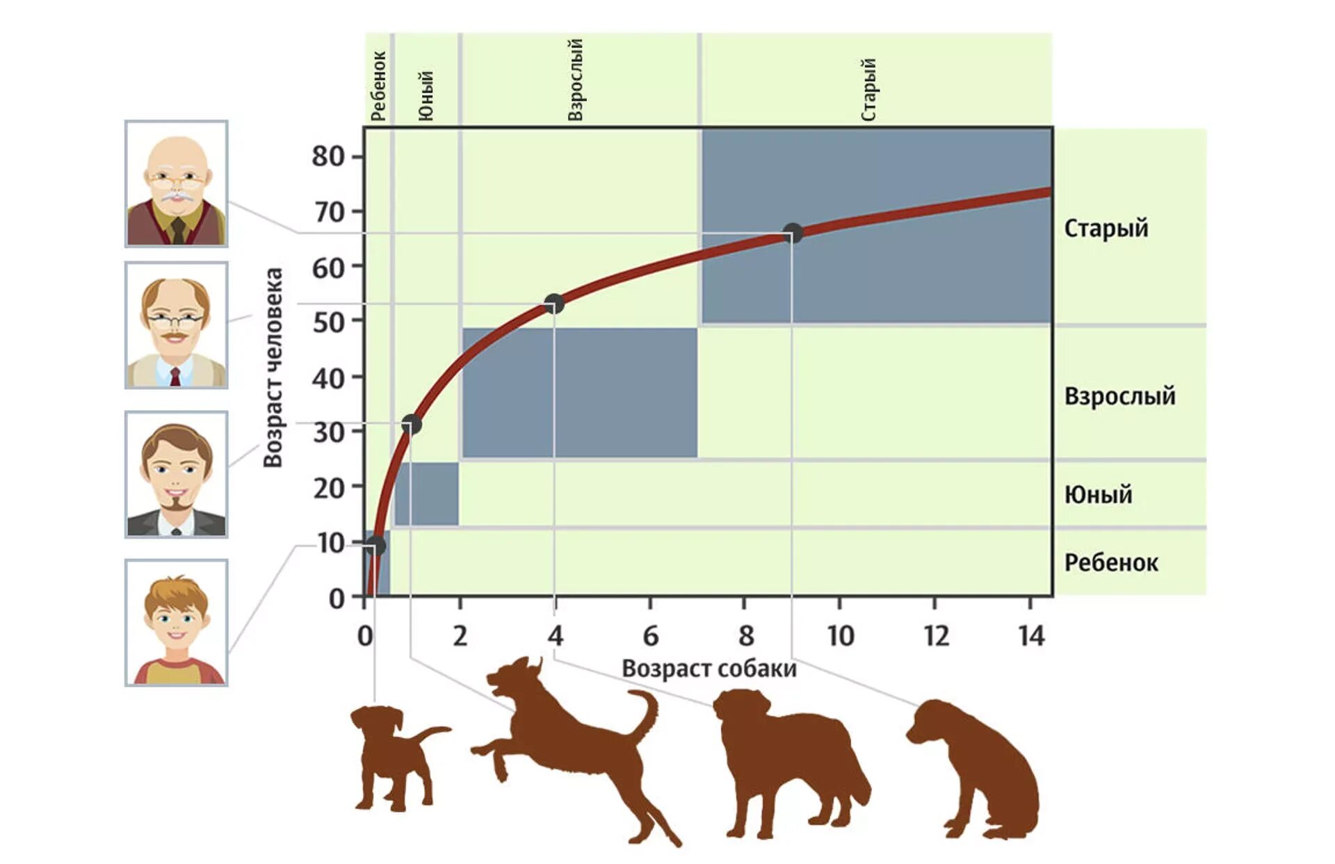 Собака по возрасту. Год человека и собаки. Годв собпк по человеческим меркам. Года собаки по человеческим таблица. Таблица лет собак и человека.