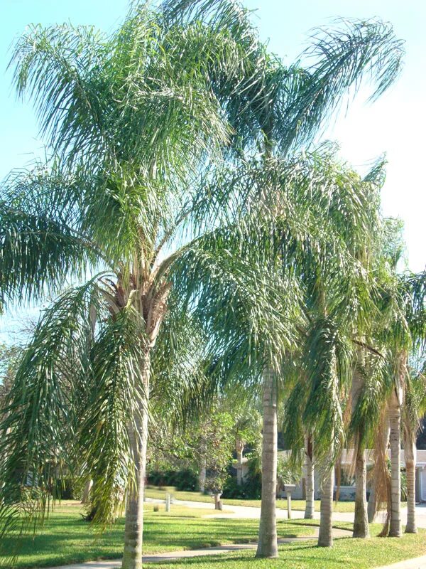 Queen trees