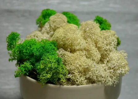 Мох для комнатных растений