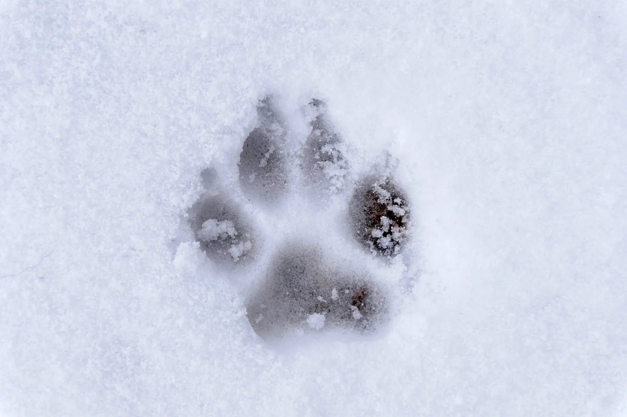 Волчьи следы фото. Следы волка и лисы на снегу. Следы собаки на снегу. След волка. След волка и собаки.