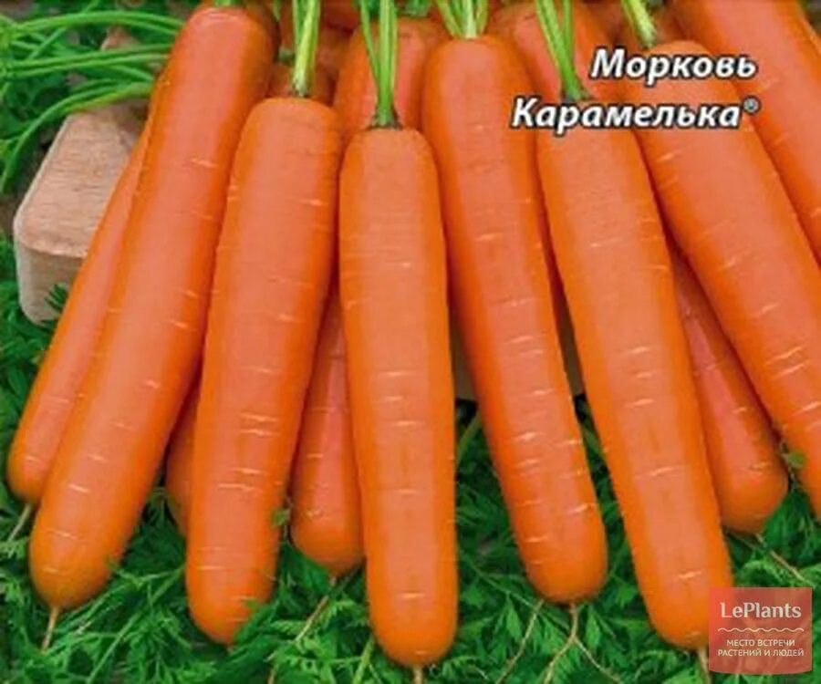 Какая морковь сладкая. Сорта моркови Карамелька. Семена морковь Карамелька.
