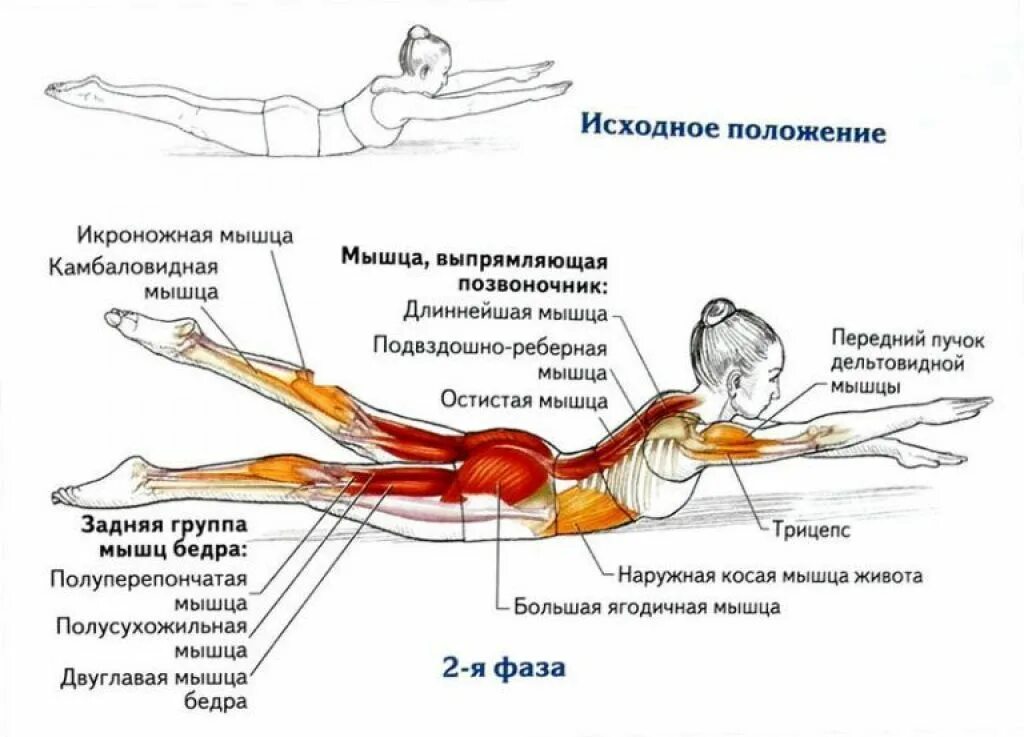 Упражнения для укрепления мышц боковых мышц спины. Мышцы разгибатели спины упражнения. Упражнение Супермен какие мышцы работают. Мышца выпрямляющая позвоночник упражнения.