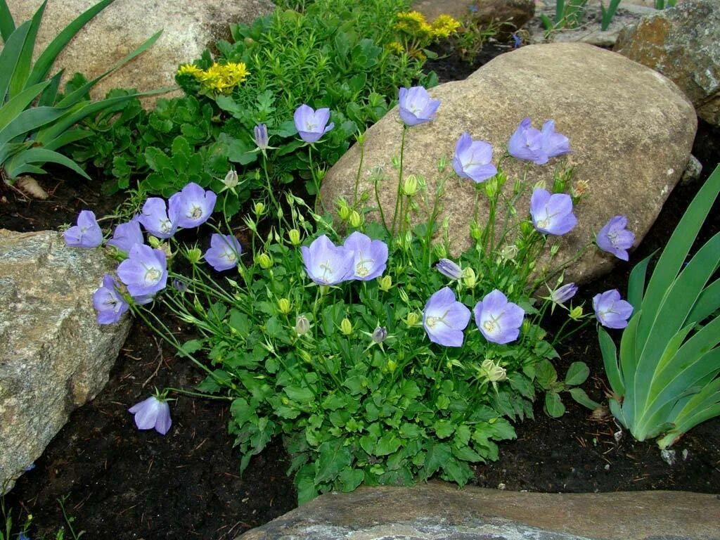 Колокольчик карпатский в открытый грунт. Колокольчик карпатский (campanula carpatica). Колокольчик карпатский вайс клипс. Колокольчик карпатский в открытый грунт. Колокольчик карпатский карпатенкроне.