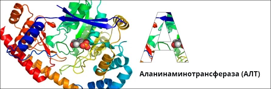 Аланинаминотрансфераза строение фермента. Аланинаминотрансфераза строение. Алат фермент биохимия. Аспартатаминотрансфераза строение.