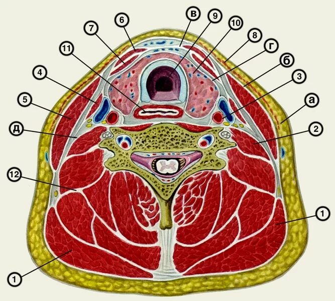 Топографические срезы. Фасции головы по Шевкуненко топографическая анатомия. Фасции шеи топографическая анатомия Шевкуненко. Фасциальные листки шеи по Шевкуненко. Фасции шеи поперечный срез.