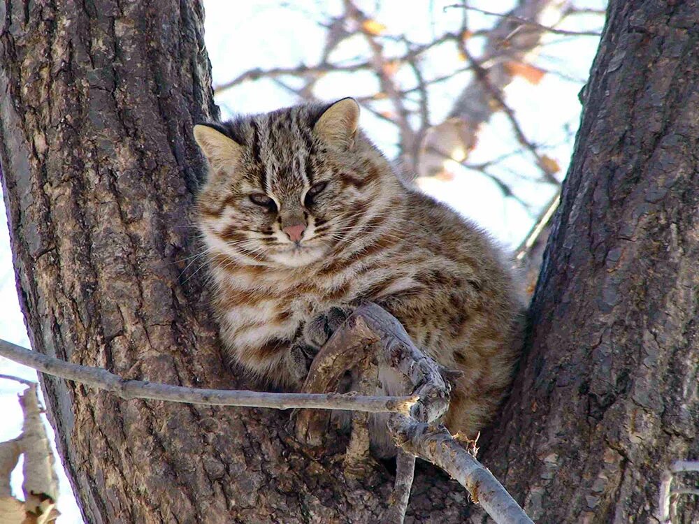 Дальневосточный Лесной кот. Амурский Лесной кот. Дальневосточный Лесной кот ареал. Краснокнижный Дальневосточный Лесной кот. Какие животные в приморском крае