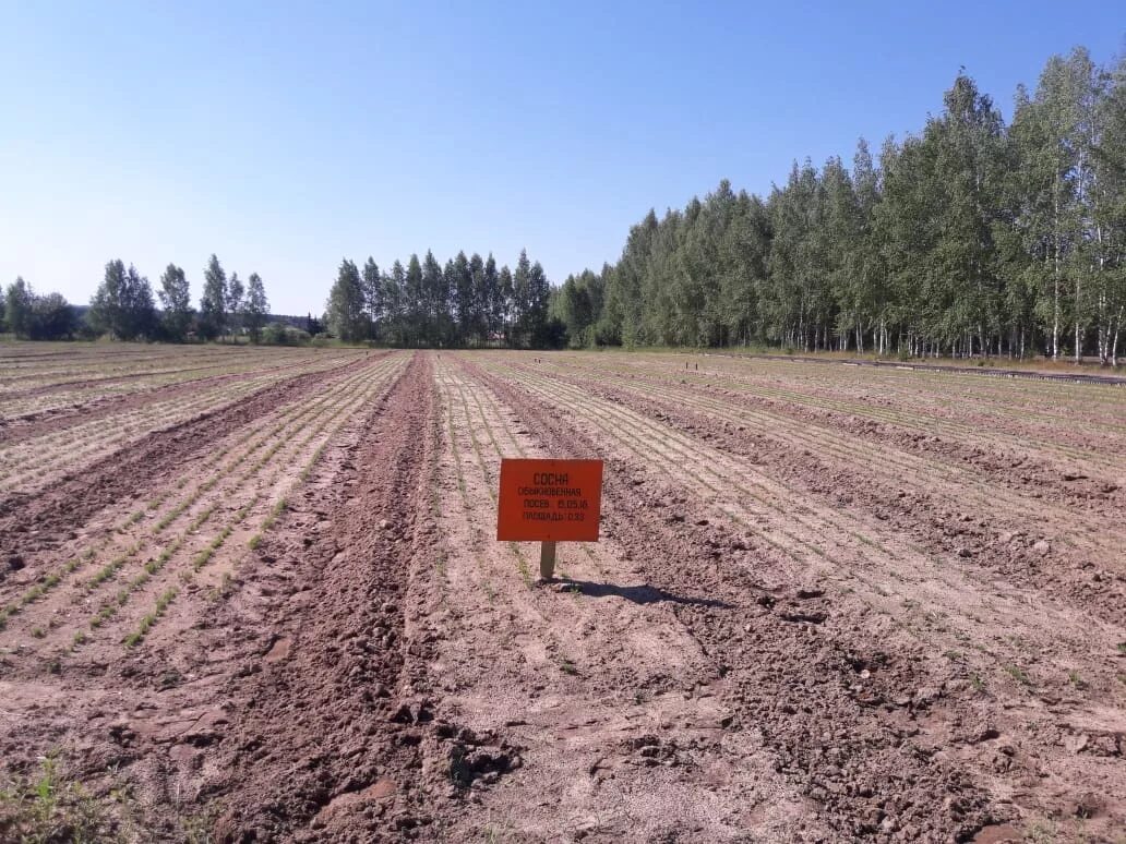 Питомники чувашии. Постоянный лесной питомник зкс. Посевная. Питомники чувашии. Батыревский плодопитомник чувашия.