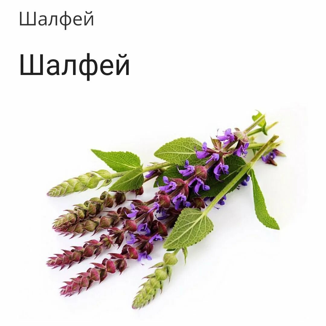 Salvia extract