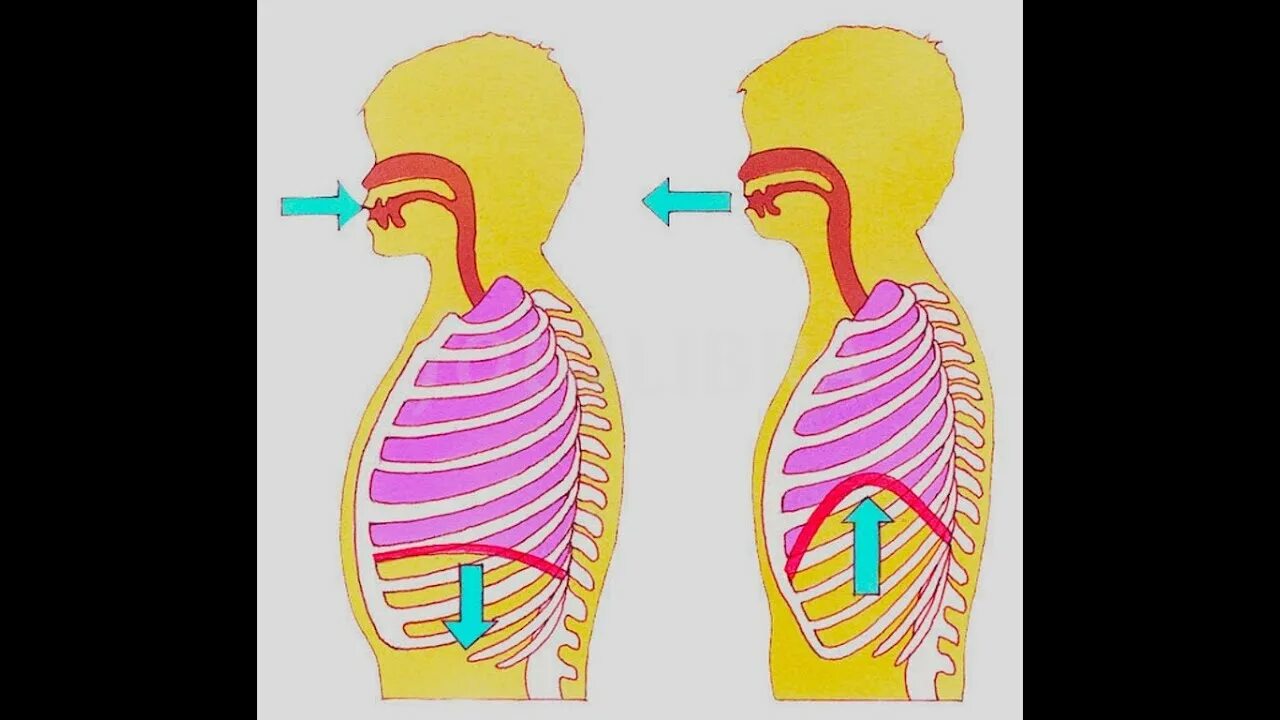 Вторая дыхания видео. Вдох выдох анатомия. Диафрагма механизм вдоха и выдоха. Дыхание легкие. Диафрагма вдох и выдох.