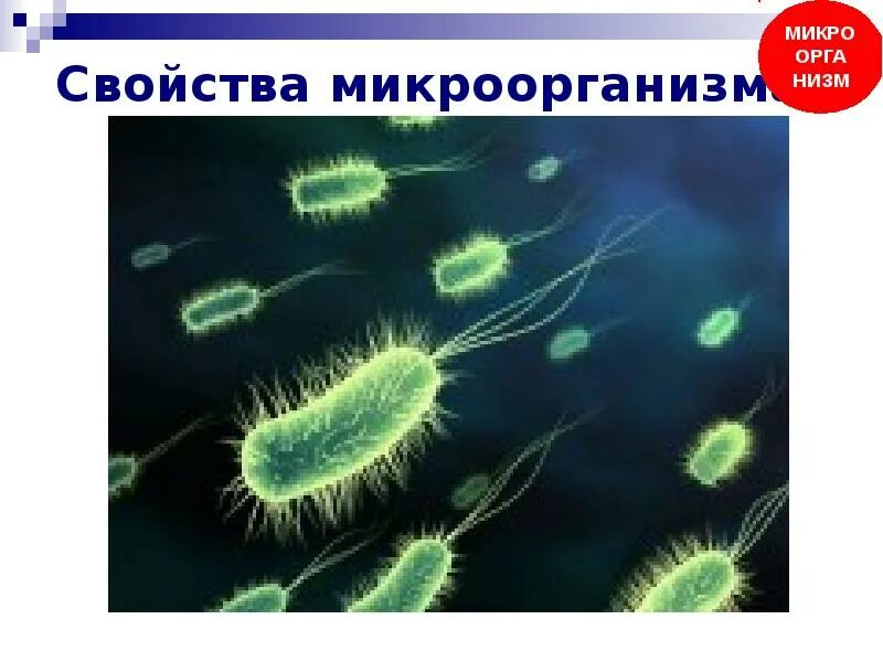 Важнейшее свойство микроорганизмов. Важнейшее свойство микроорганизмов. Морфология и систематика микроорганизмов. Мутагенез бактерий. Важнейшее свойство микроорганизмов.