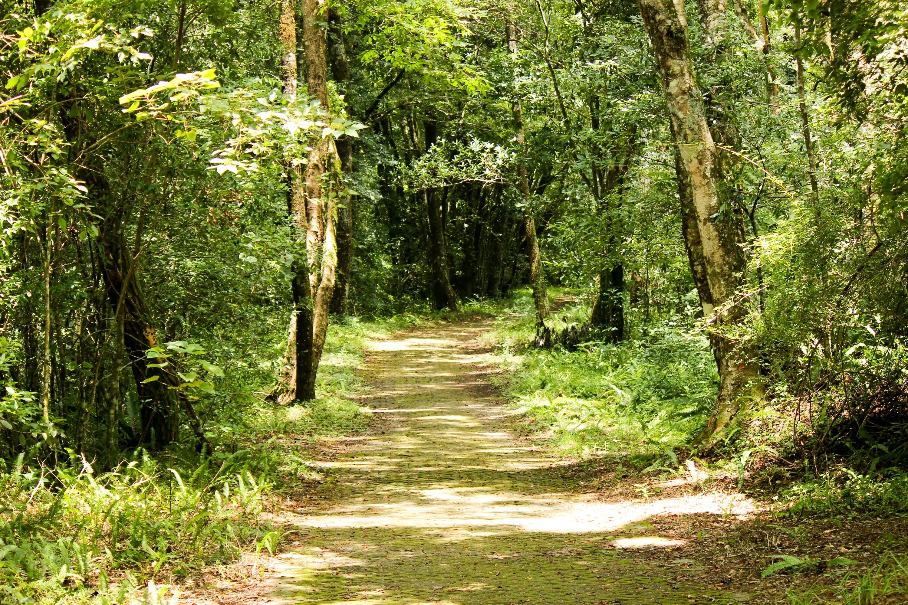 Национальный парк Чирчео лес. Рекреация в лесу. Лесная зона Индии. Вид средообразователь в лиственном лесу