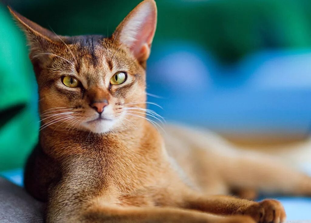 Фотографии абиссинскую породу. Абиссинская кошка. Абиссинская кошка породы кошек. Абиссинец Абиссинская кошка. Абиссинская тигровая кошка.