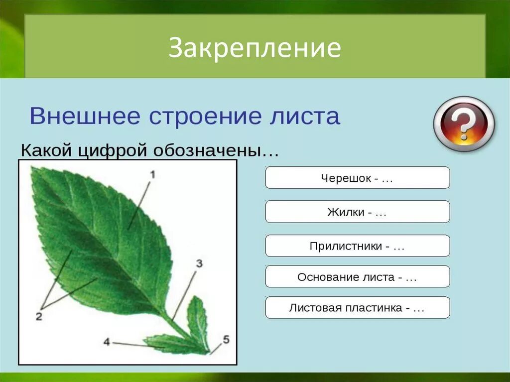 Насколько листья. Внешнее строение листа. Строение листа биология. Внешнее и внутреннее строение листа. Лист внешнее строение листа.