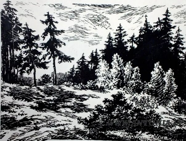 Тайга графика. Лес графика. лес в графике. тайга рисунок. тайга в графике.