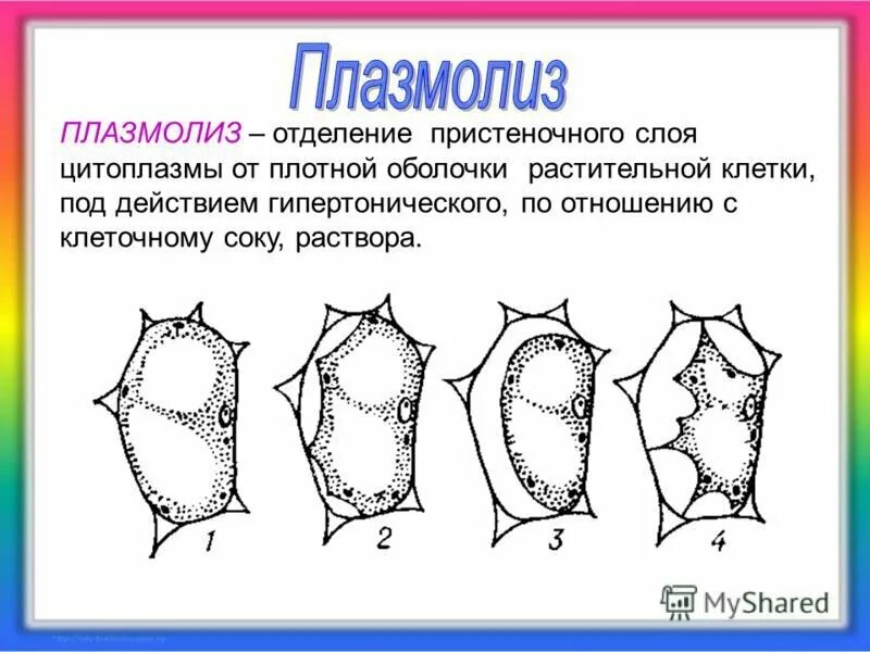 Время плазмолиза. Тургор плазмолиз деплазмолиз клетки. Плазмолиз и деплазмолиз в растительной клетке. Уголковый плазмолиз.