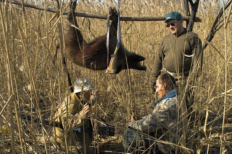 Охота с легавой в кемеровской области. Почему всегда охота. Почему всегда охота. Русский охотник. Почему всегда охота.