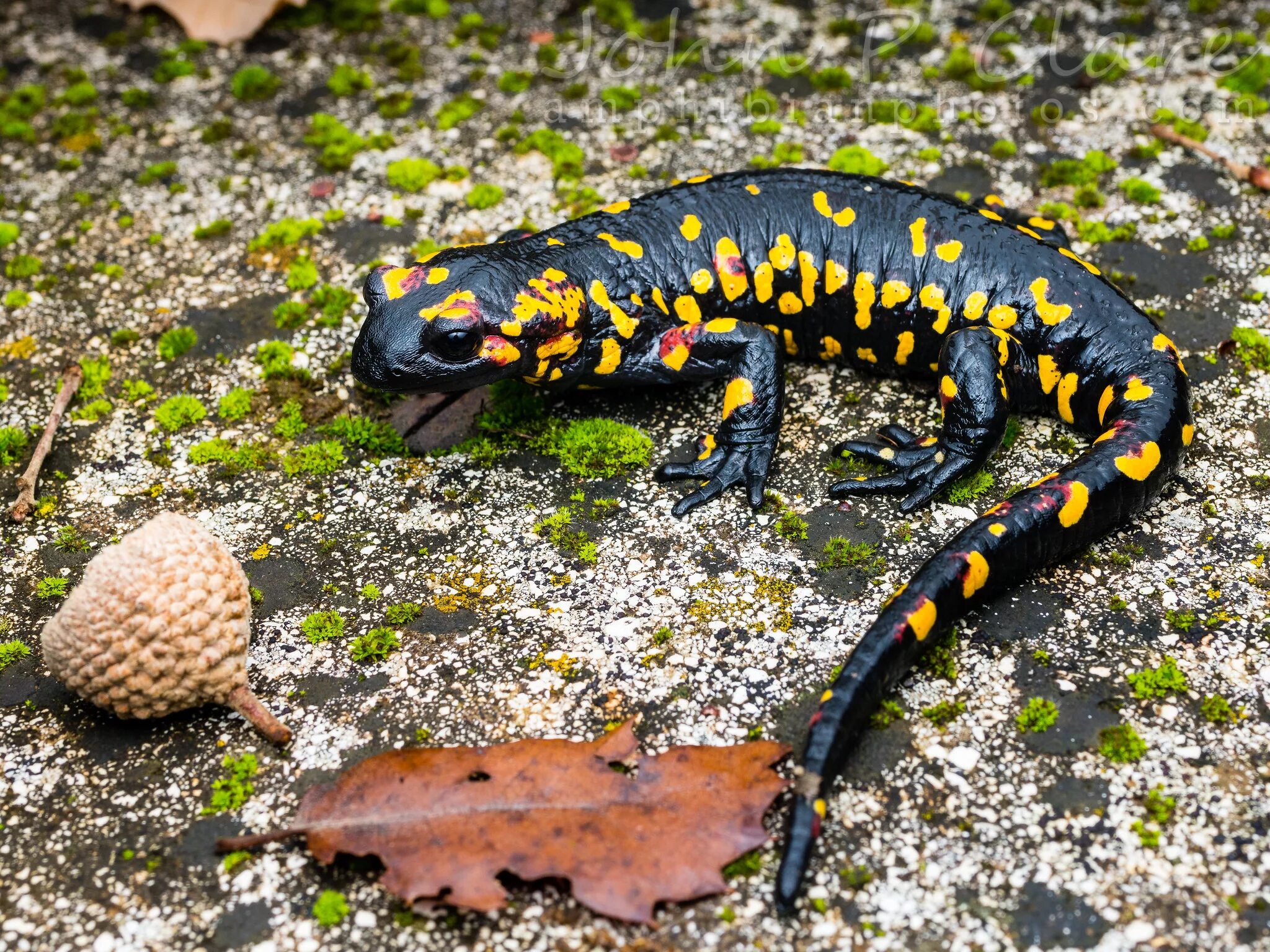 Огненная саламандра Salamandra Salamandra. Огненная пятнистая саламандра. Тритон Огненная саламандра. Огненная саламандра амфибия.