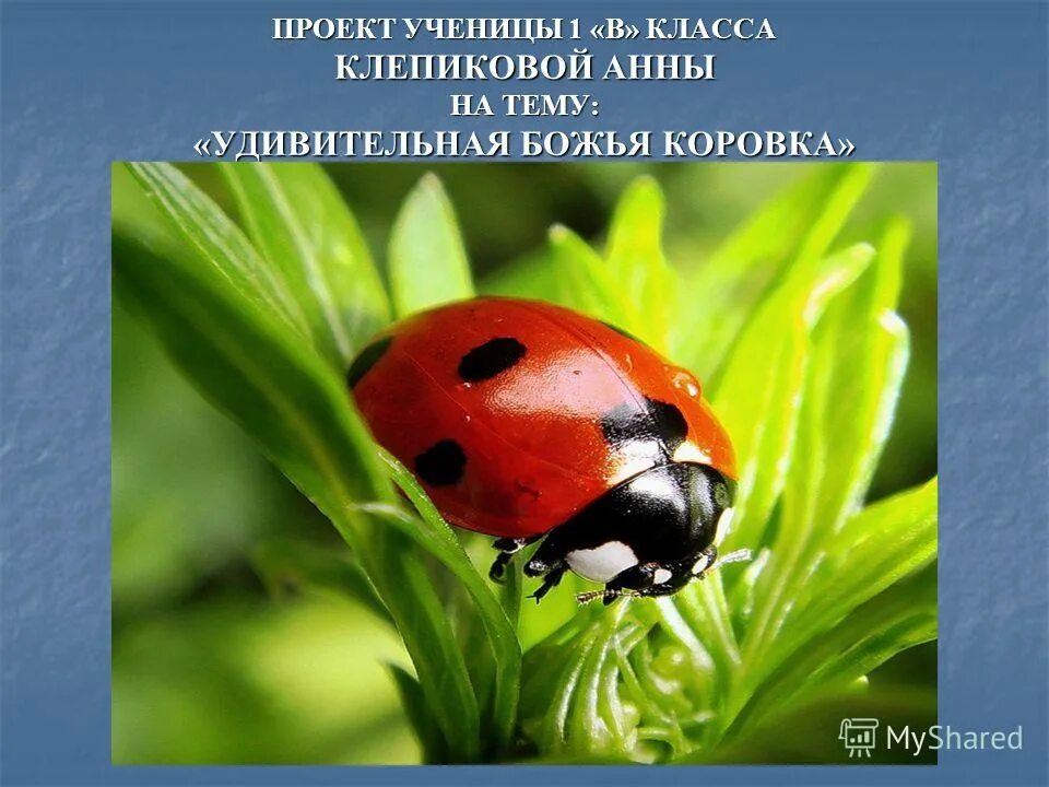 Божья коровка не ходи к нему навстречу. Божья коровка не ходи к нему навстречу. Божья коровка не ходи к нему навстречу. Божья коровка не ходи к нему навстречу. Божья коровка для презентации.