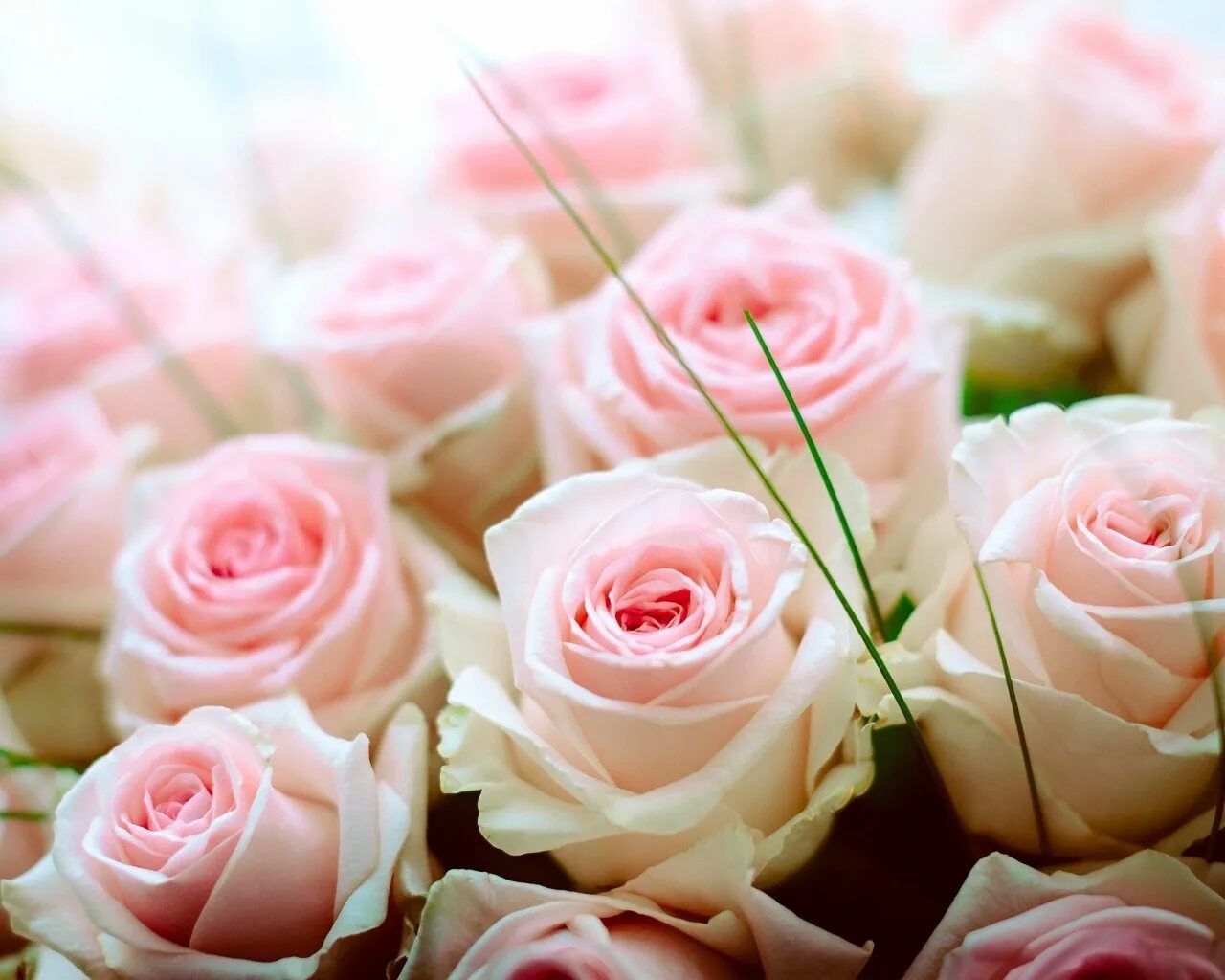 день нежных роз. день нежных роз. букет нежных роз. день нежных роз. нежный цветок.