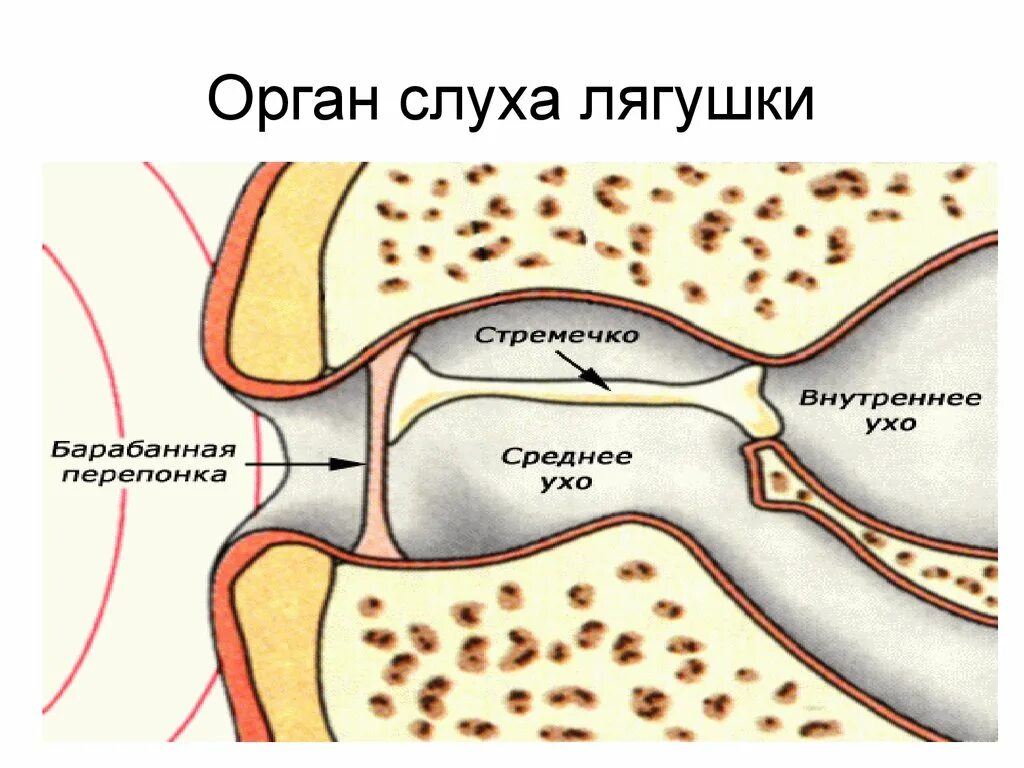 Орган слуха лягушки строение. Строение среднего уха лягушки. Орган слуха земноводных. Среднее ухо с барабанной перепонкой у лягушки.