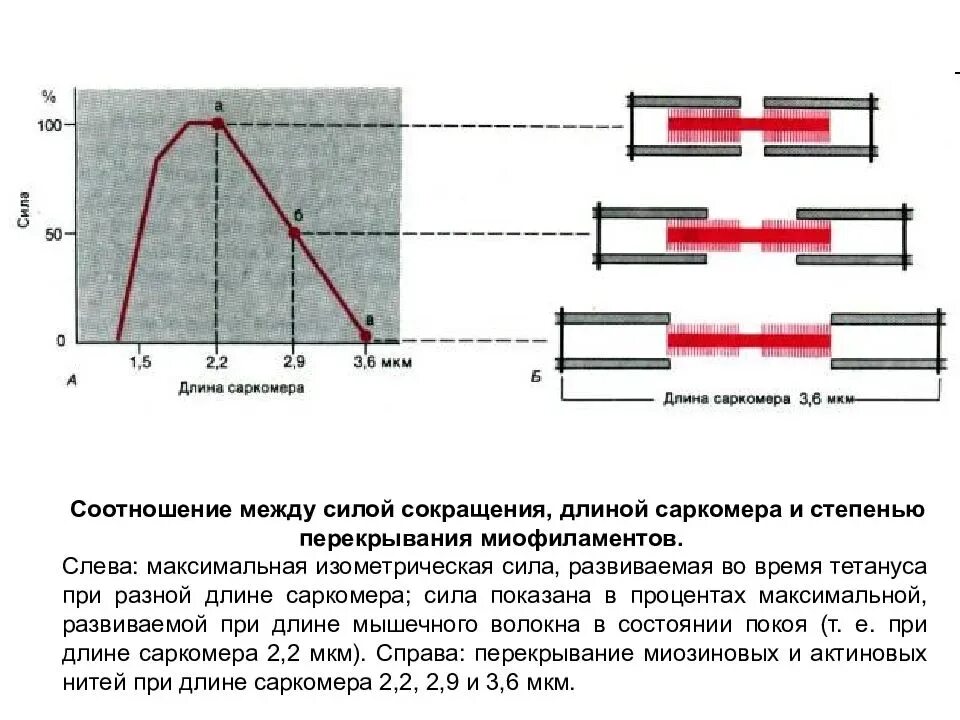 Переменный ток какой величины вызывает сокращение мышц. Зависимость силы сокращения мышцы от ее исходной длины. изометрическое сокращение мышц. мышечные волокна сокращение и растяжение. зависимость силы сокращения от длины саркомера.
