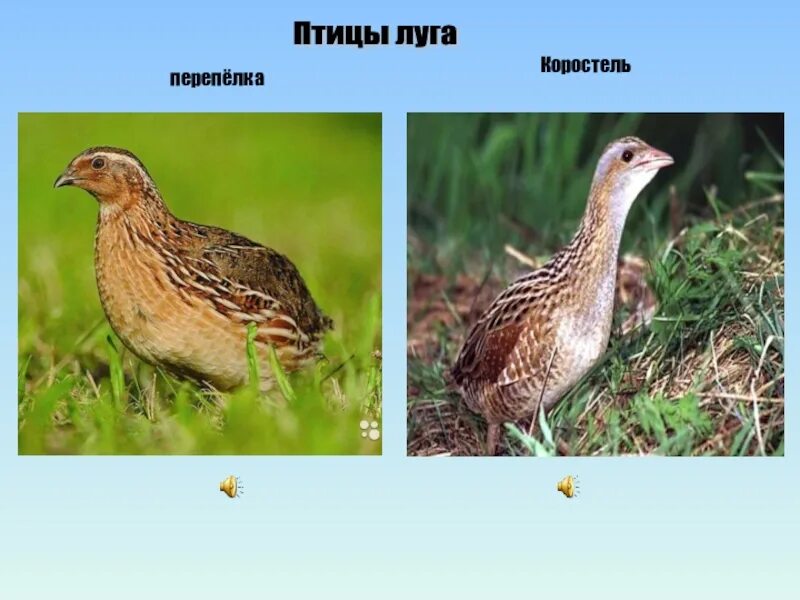 Животное луга сообщение 4 класс. Перепел и коростель. жаворонок ;коростель, перепел. перепел коростель трясогузка. птицы обитатели луга.