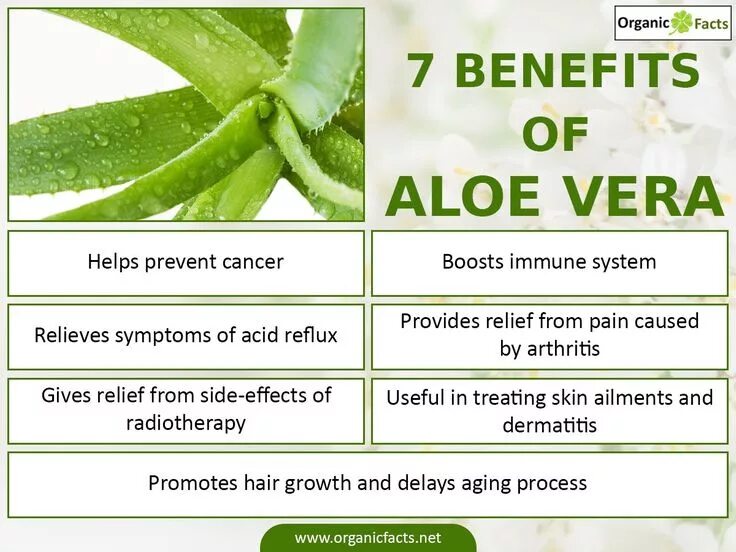 Алоэ геморроя помогает. Геморрой форевер алоэ. aloe vera juice nutrition.